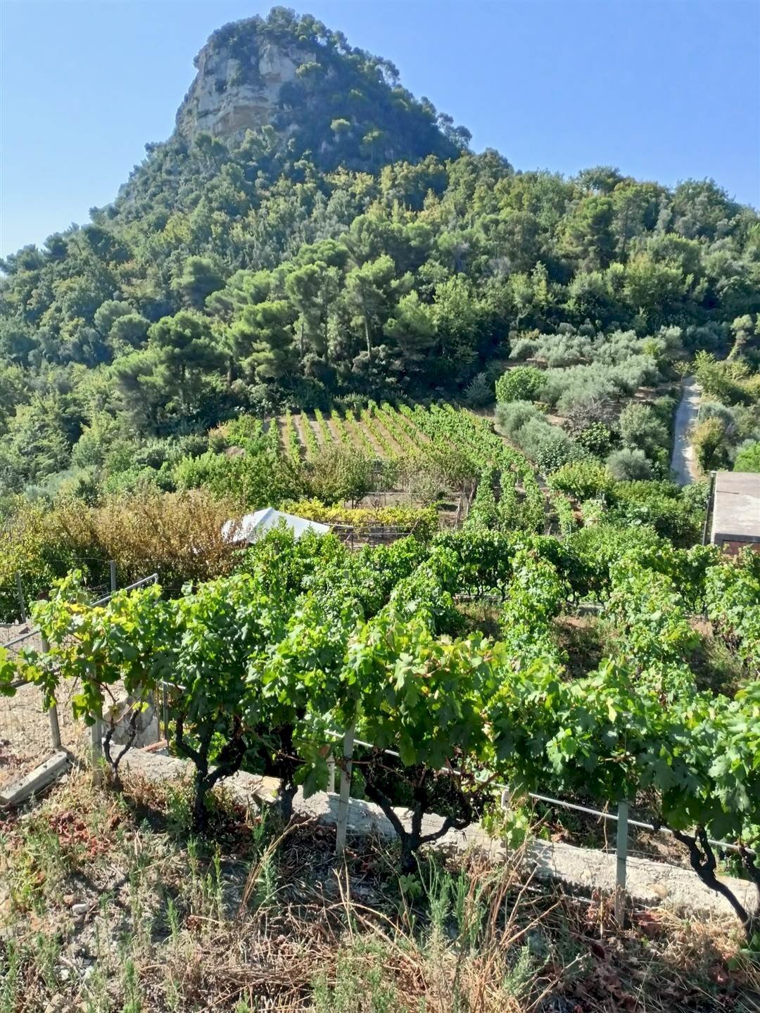 Casa indipendente San Biagio della Cima - foto 2