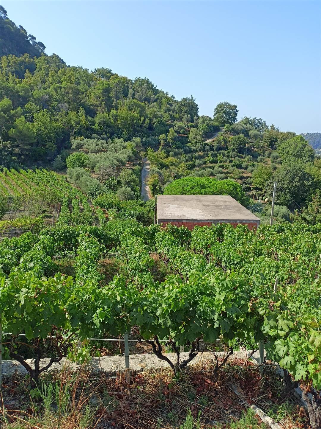 Casa indipendente San Biagio della Cima - foto 3