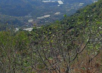 Casa indipendente San Biagio della Cima - foto 5