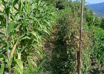 Casa indipendente San Biagio della Cima - foto 12