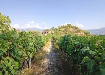 Casa indipendente San Biagio della Cima - foto 13