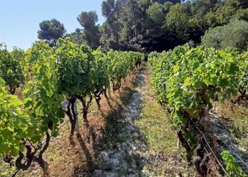 Casa indipendente San Biagio della Cima - foto 22