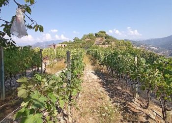 Casa indipendente San Biagio della Cima - foto 23