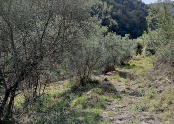 Rustico Apricale - foto 5