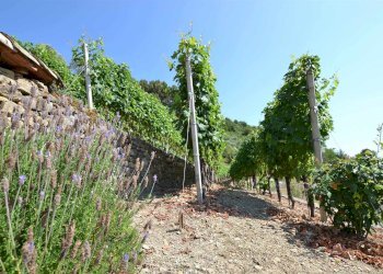 Villa Soldano - foto 33