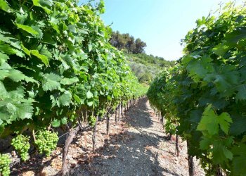 Villa Soldano - foto 34