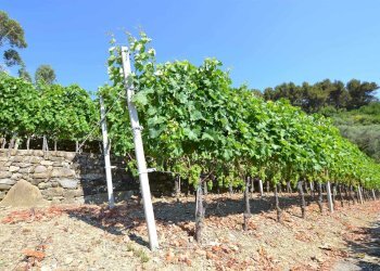 Villa Soldano - foto 40