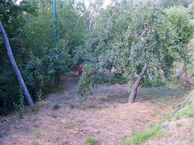 Rustico Apricale - foto 3