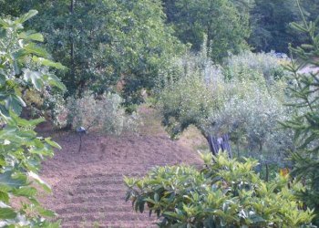 Rustico Apricale - foto 13