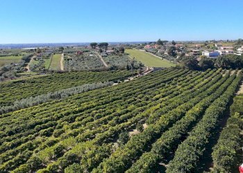 Foto 5 - Villa via seneca, Genzano di Roma - foto 5