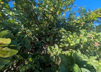 Foto 45 - Villa via seneca, Genzano di Roma - foto 45