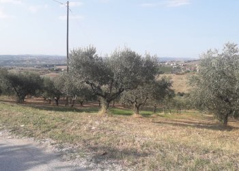 Foto 3 - Terreno agricolo Via Don Rocco D'Alessandro, Manoppello - foto 3