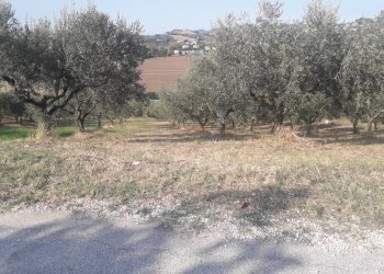 Foto 4 - Terreno agricolo Via Don Rocco D'Alessandro, Manoppello - foto 4