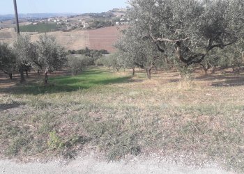 Foto 6 - Terreno agricolo Via Don Rocco D'Alessandro, Manoppello - foto 6