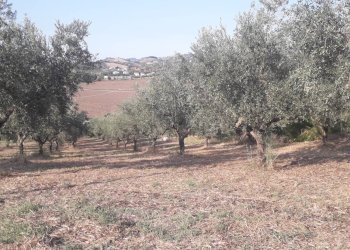 Foto 8 - Terreno agricolo Via Don Rocco D'Alessandro, Manoppello - foto 8