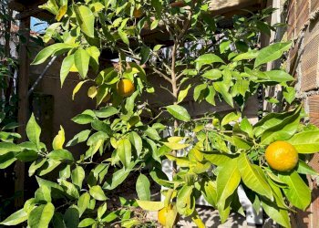 Foto 6 - Casa indipendente Via Grugnaleto, Montemarciano - foto 6