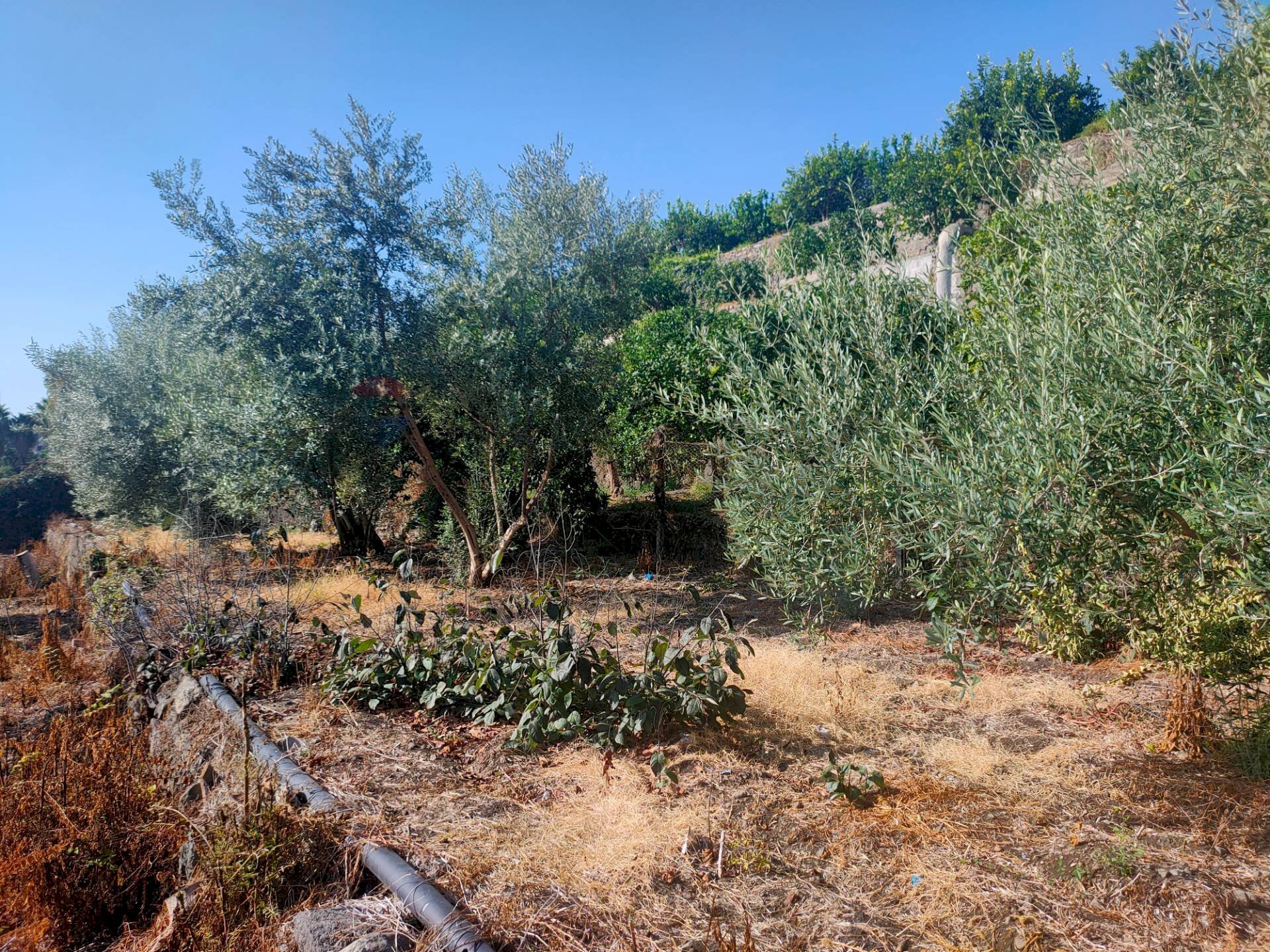 Giardino - Agricultural land Strada 86 San Leonardello
 
snc, Giarre - photo 3