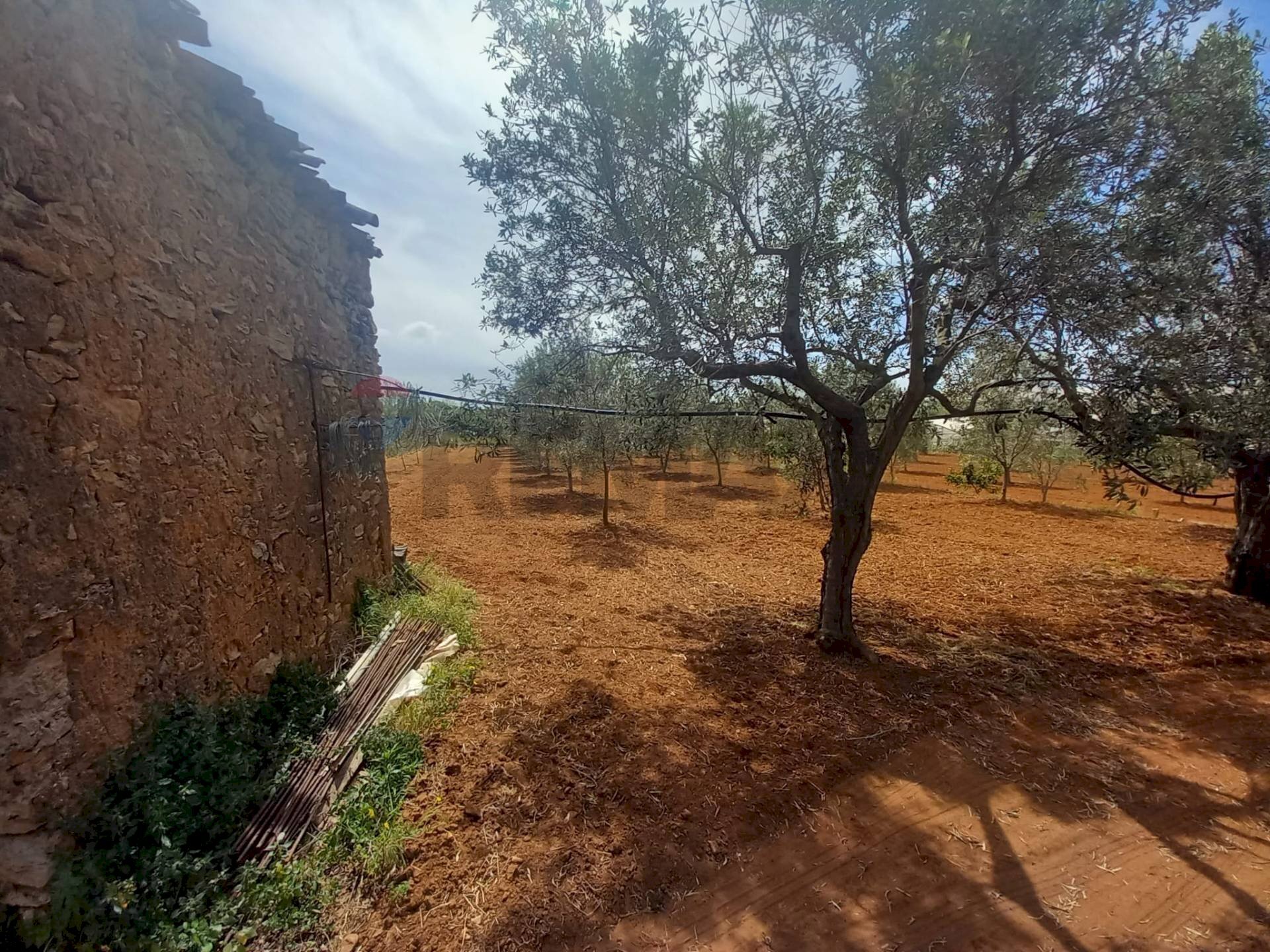 Giardino - Terreno agricolo contrada Mortaro
 
snc, Partinico - foto 3