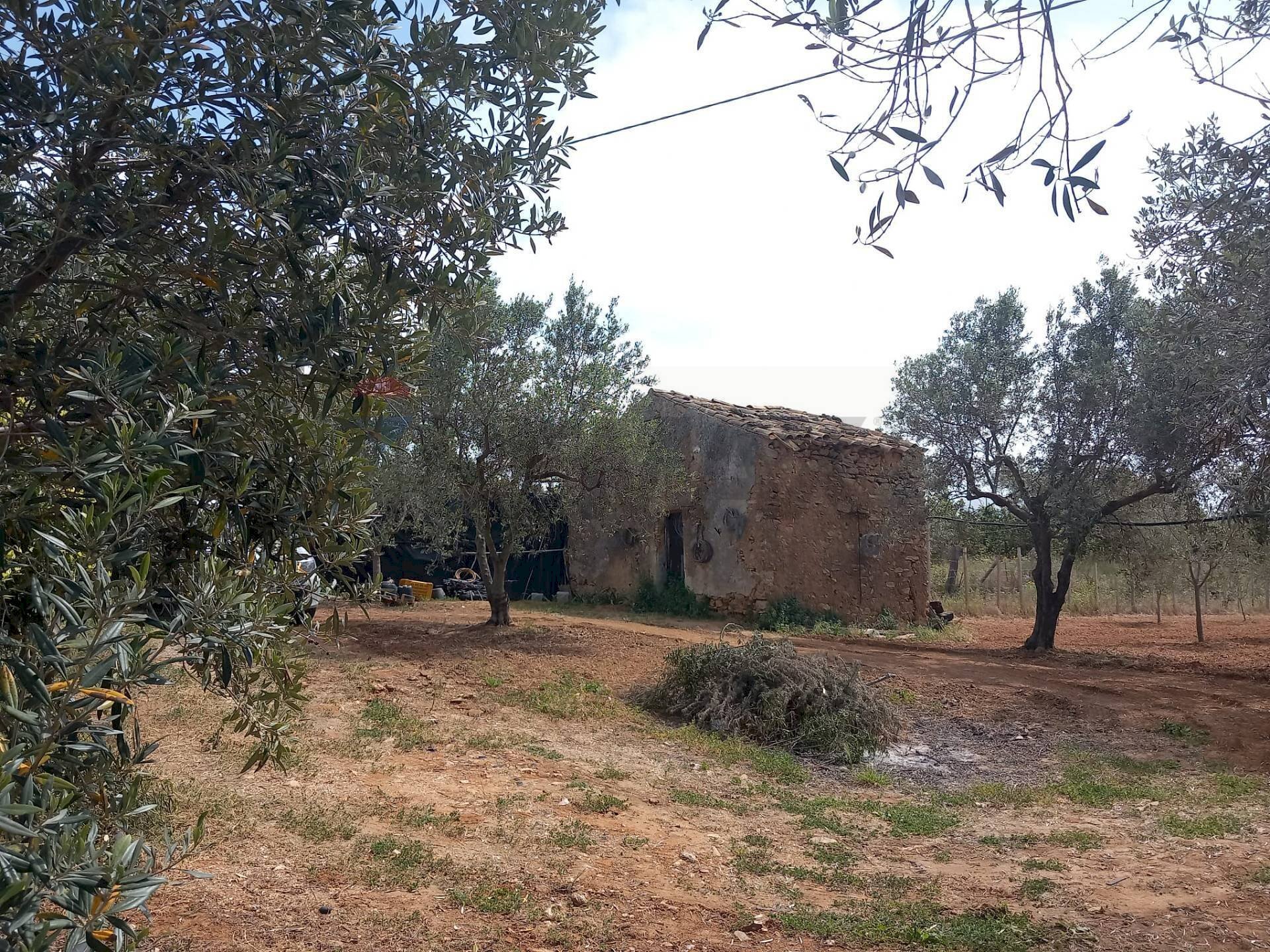 Giardino - Terreno agricolo contrada Mortaro
 
snc, Partinico - foto 2