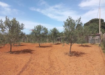 Giardino - Terreno agricolo contrada Mortaro
 
snc, Partinico - foto 11