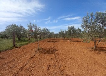 Giardino - Terreno agricolo contrada Mortaro
 
snc, Partinico - foto 13