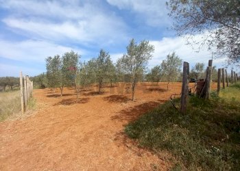 Giardino - Terreno agricolo contrada Mortaro
 
snc, Partinico - foto 14