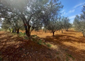 Giardino - Terreno agricolo contrada Mortaro
 
snc, Partinico - foto 15