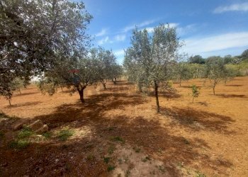 Giardino - Terreno agricolo contrada Mortaro
 
snc, Partinico - foto 16