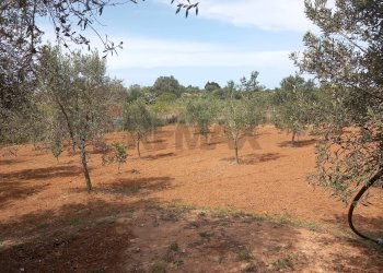 Giardino - Terreno agricolo contrada Mortaro
 
snc, Partinico - foto 17