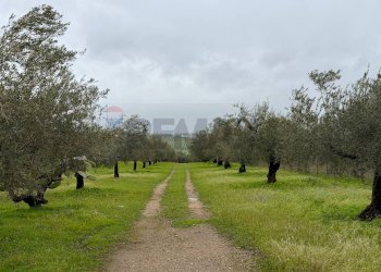 Giardino - Terreno agricolo C.da Scornavacche, Chiaramonte Gulfi - foto 1