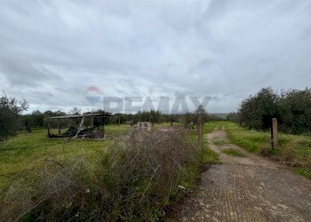 Giardino - Terreno agricolo C.da Scornavacche, Chiaramonte Gulfi - foto 2