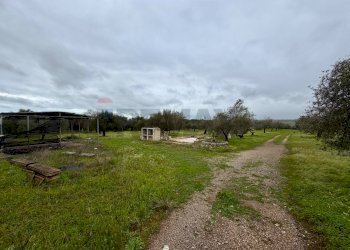 Giardino - Terreno agricolo C.da Scornavacche, Chiaramonte Gulfi - foto 4