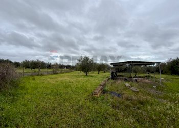 Giardino - Terreno agricolo C.da Scornavacche, Chiaramonte Gulfi - foto 5