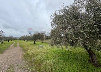 Giardino - Terreno agricolo C.da Scornavacche, Chiaramonte Gulfi - foto 6