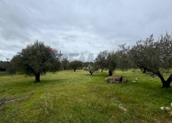 Giardino - Terreno agricolo C.da Scornavacche, Chiaramonte Gulfi - foto 7