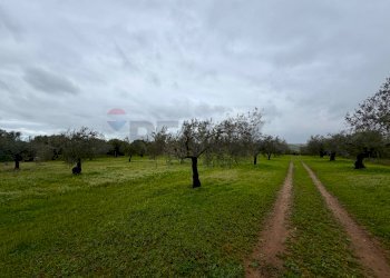 Giardino - Terreno agricolo C.da Scornavacche, Chiaramonte Gulfi - foto 10