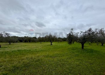 Giardino - Terreno agricolo C.da Scornavacche, Chiaramonte Gulfi - foto 11