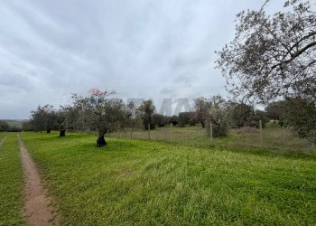 Giardino - Terreno agricolo C.da Scornavacche, Chiaramonte Gulfi - foto 12