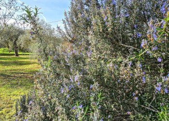 Foto 52 - Villa Strada vicinale serra di lioni
 
30, Sassari - foto 52