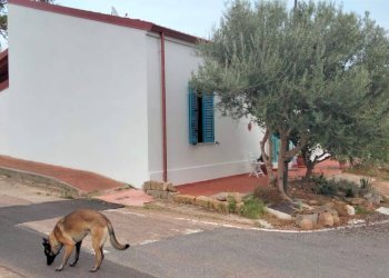 Foto 5 - Trilocale Fraz. Giuncana, Viddalba - foto 5