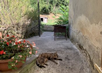 4.jpg - Rustico Camaiore - foto 11