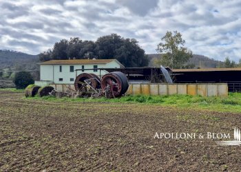 Azienda agricola AURELIA, Gavorrano - foto 7