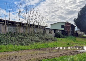 Azienda agricola AURELIA, Gavorrano - foto 8