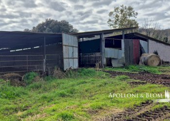 Azienda agricola AURELIA, Gavorrano - foto 10