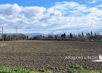 Azienda agricola AURELIA, Gavorrano - foto 11