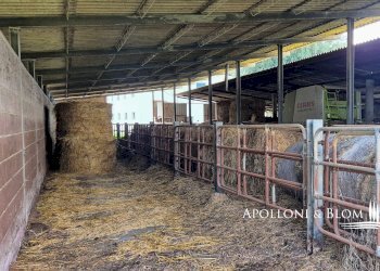 Azienda agricola AURELIA, Gavorrano - foto 12