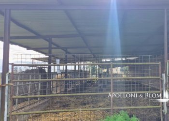 Azienda agricola AURELIA, Gavorrano - foto 13