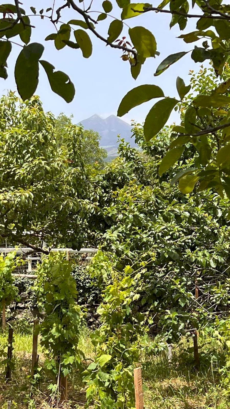 Vista delle montagne - Agricultural land contrada monte arso
 
snc, Ragalna - photo 2