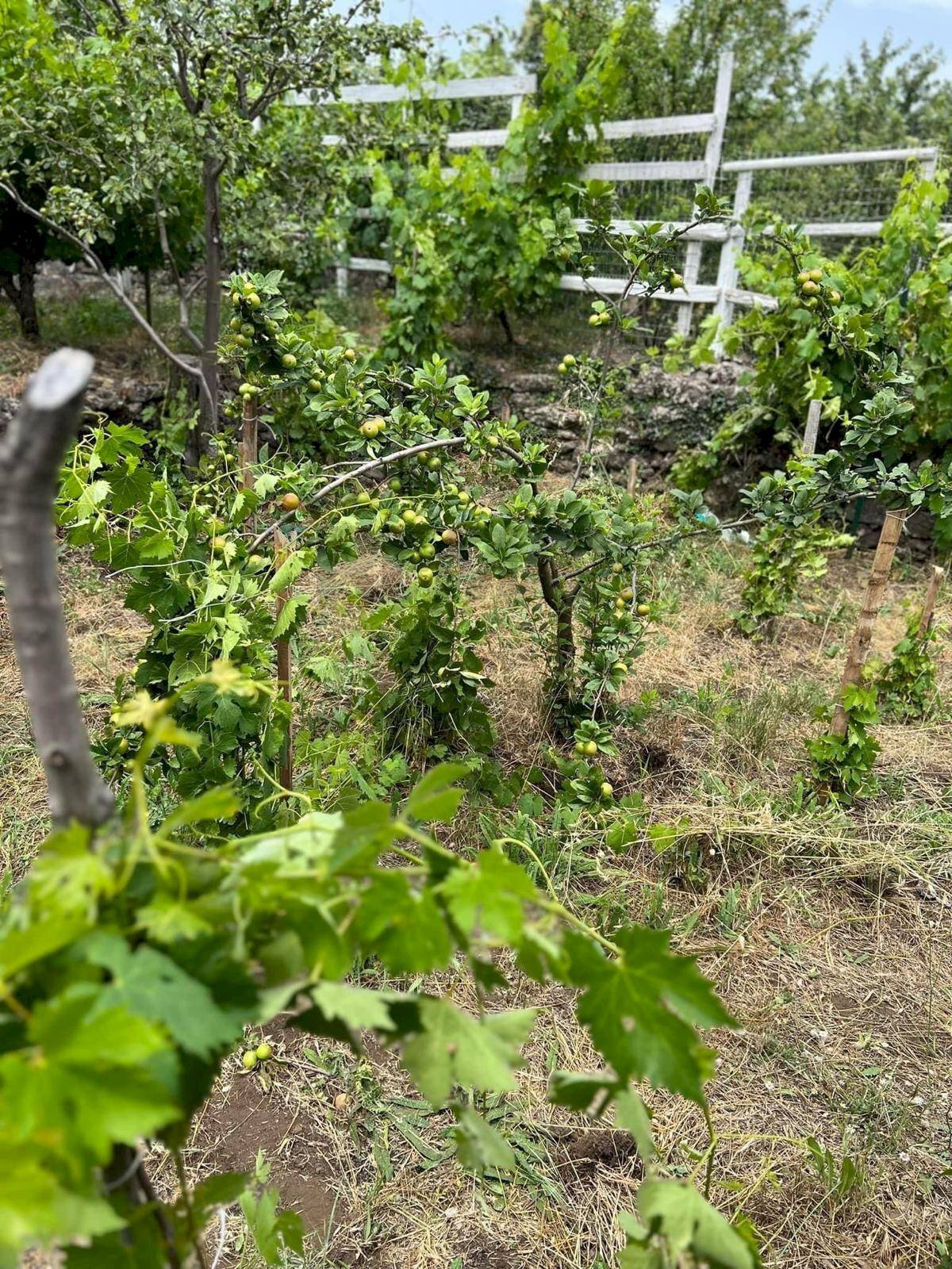 Giardino - Agricultural land contrada monte arso
 
snc, Ragalna - photo 3