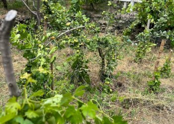 Giardino - Terreno agricolo contrada monte arso
 
snc, Ragalna - foto 3